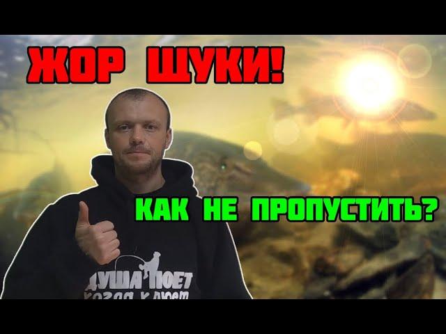 Когда НЕРЕСТ ЩУКИ? Не пропустите ЖОР!