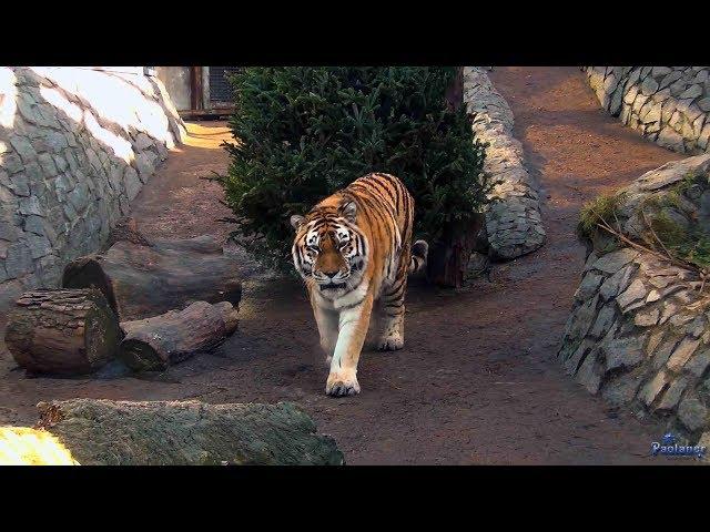 The Leningrad zoo. In the animal world (2017)