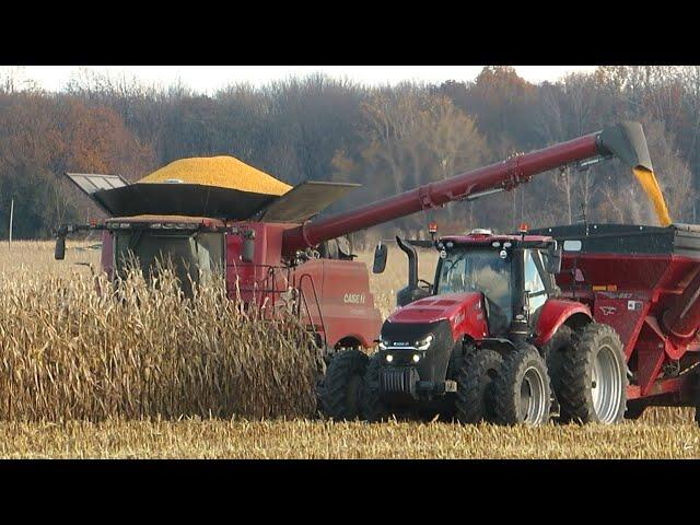 Corn Harvest 2023 | Case IH 8250 and 8230 Axial-Flow  Combines Harvesting Corn | Ontario, Canada