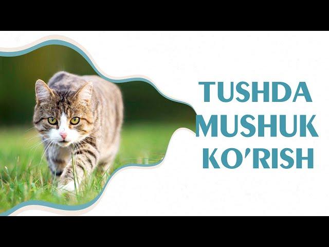 Tushlar tabiri - Tushda mushuk ko'rish