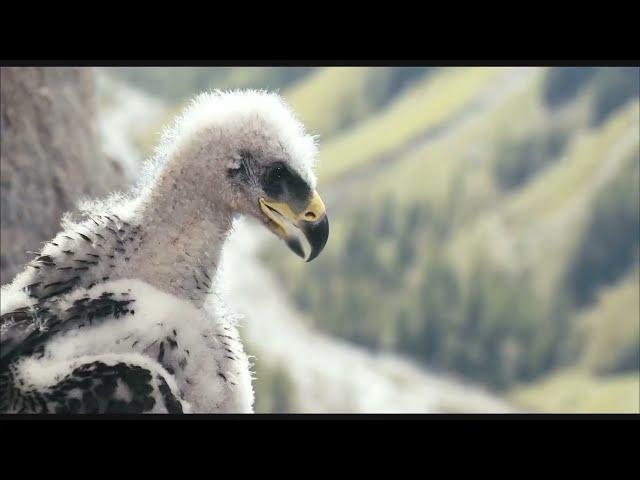 Baby Eagle Pushed Out of nest by own brother | Brothers Of The Wind