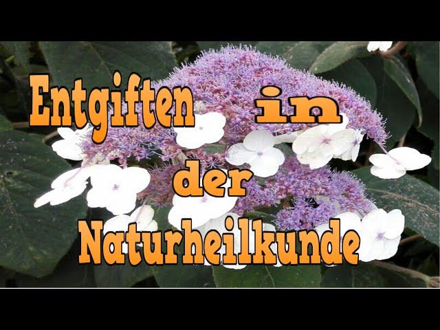 Entgiften in der Naturheilkunde