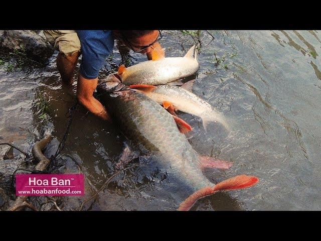 Giant Fish Catch At Black River