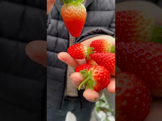 Qulupnay Biznesi #vesagro #agribusiness #strawberry