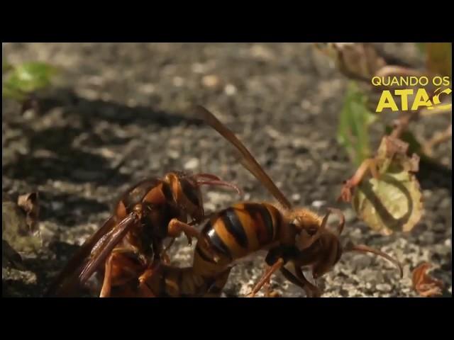 Planeta Terra | Vespas Assassinas