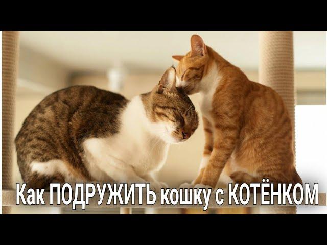 Dr. Remez | Как ПОДРУЖИТЬ кошку с КОТЁНКОМ