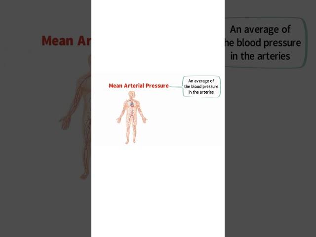 BLOOD PRESSURE EXPLAINED!  #bloodpressure #cardiovascular #exercise #physiology  #anatomy #aorta