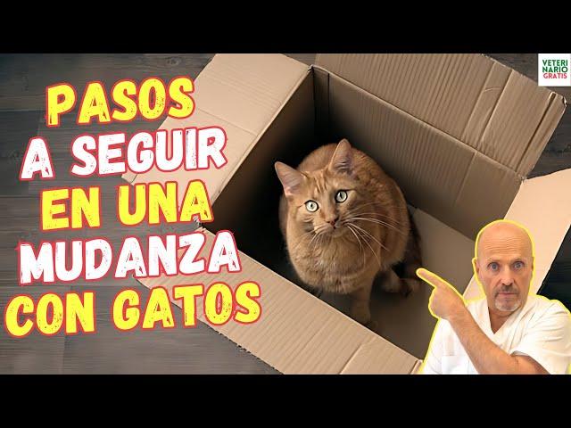  PASOS A SEGUIR EN UNA MUDANZA CON GATOS 