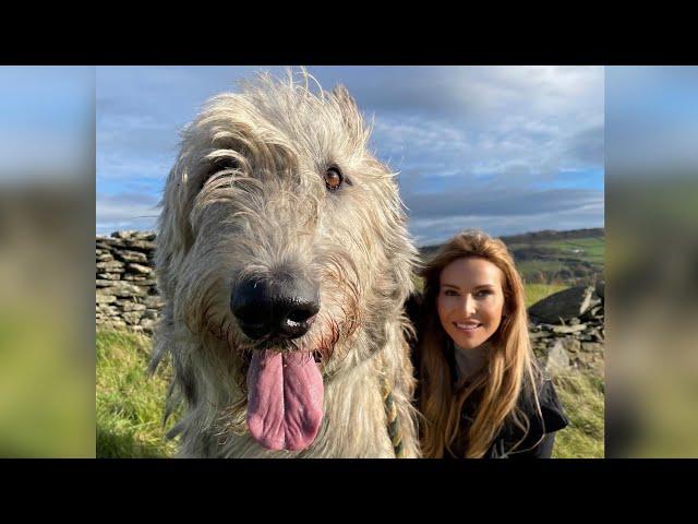 WOLF KILLERS - THE IRISH WOLFHOUND - Deadly or pet?