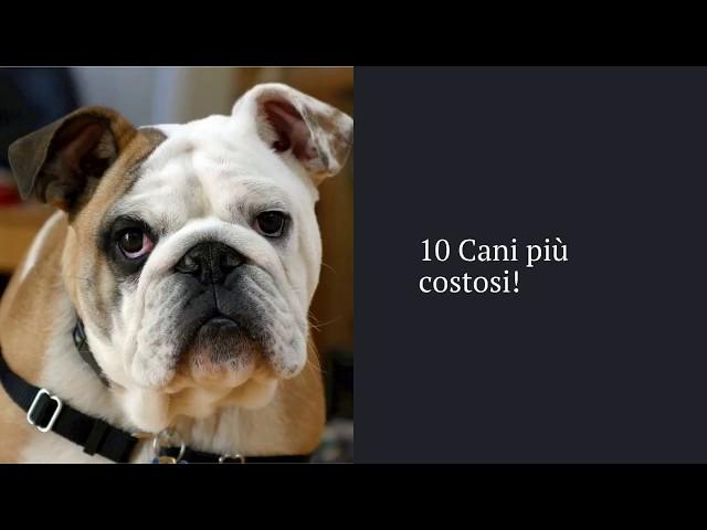 10 Cani più COSTOSI!