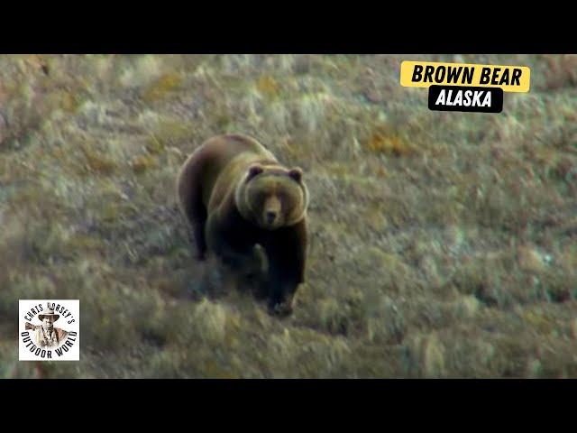 3 Heart Pounding Hunts For Massive Brown Bear in Alaska