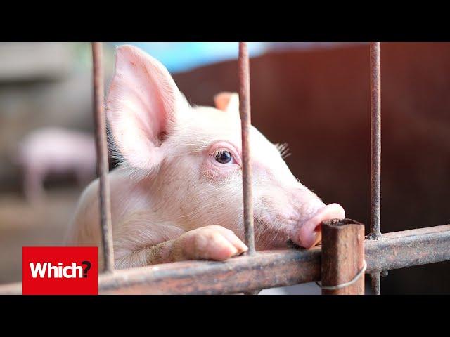 The animal welfare behind the meat you buy - Which? investigates