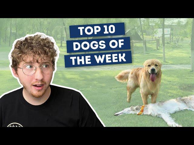 The Flattest Dog Ever | Top 10 Dogs of the Week