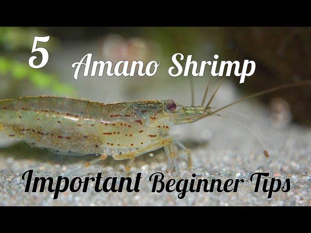 Amano Shrimp : 5 Things to Stop Beginners stressing