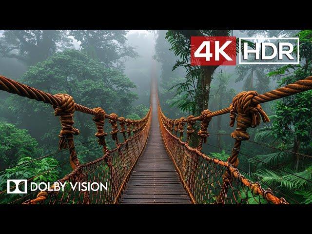 Green AMBIENCE DOLBY VISION 4K HDR - So Real You'll Forget You're Inside (60 FPS)