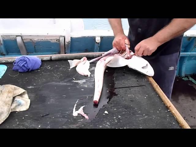 Cooking Fish: Skinning a Smoothound / Dogfish / Gummy Shark ready for cooking and eating