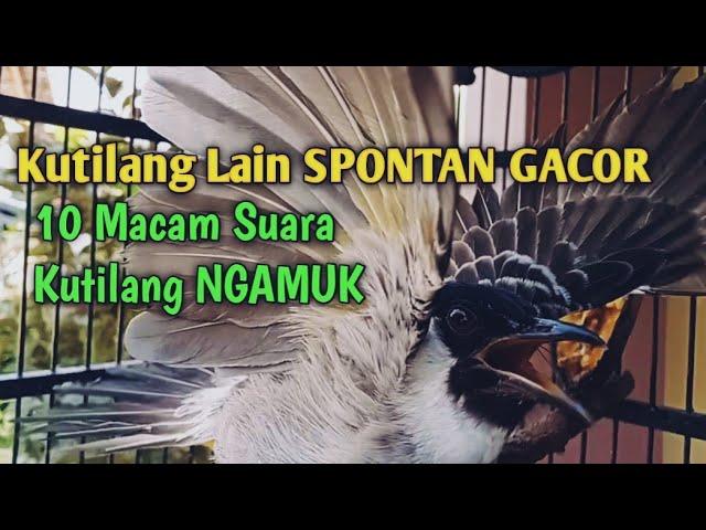 Suara Burung Kutilang Gacor NGGARUDA TARUNG seperti ini sangat Cepat memancing Kutilang LAIN Gacor,