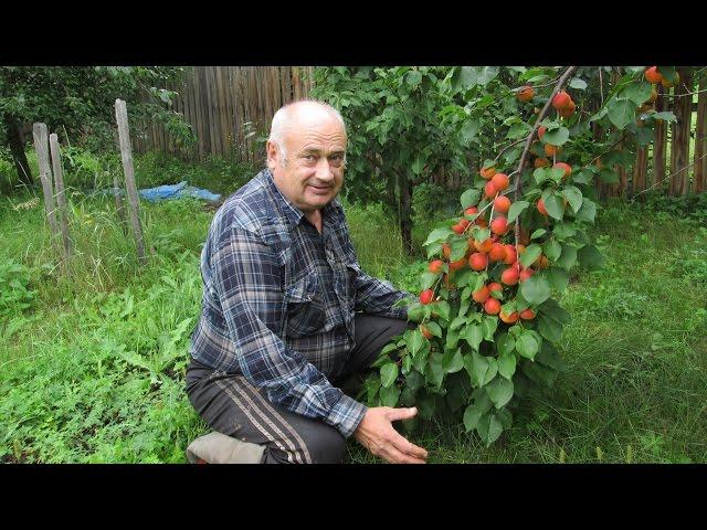 Садовод В.Железов - руки прочь от деревьев – они живые!