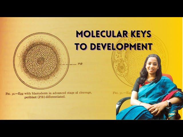 Following the dividing cells in the #Mitosis and #Embryogenesis Lab