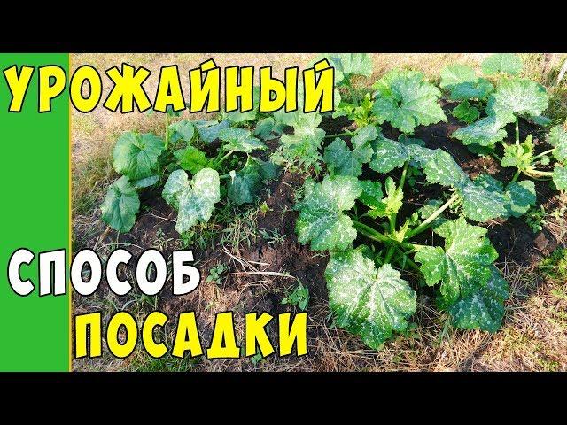 ПОСАДКА КАБАЧКОВ В КОМПОСТНУЮ КУЧУ !!! Урожайный способ выращивания кобачков !!!