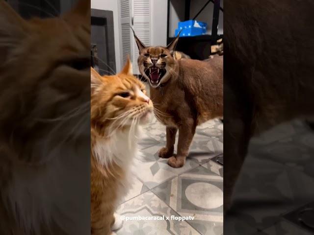 Caracal Pumba Protecting Maine Coon Izjuma : Floppa #shorts