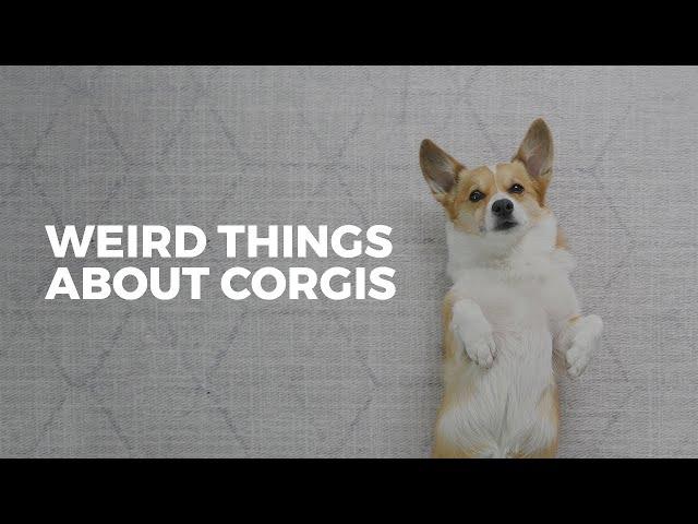 Weird Things That Corgis Do • Corgi Ownership