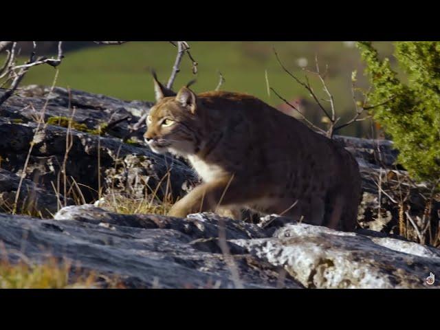 The wild nature of France