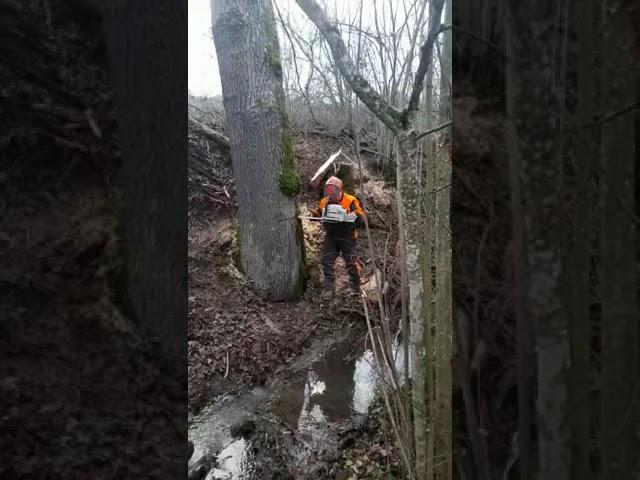 Abattage d’un beau chêne