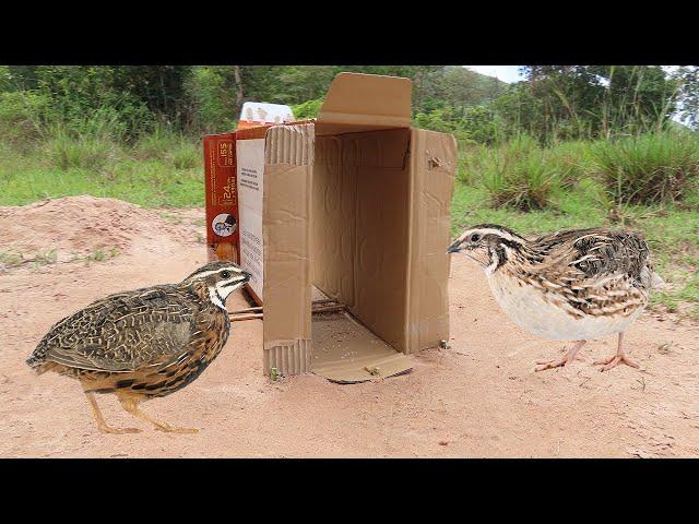 Easy Unique Underground Quail Bird Trap Using Paper Box And Deep Hole - Simple Quail Trap Work 100%