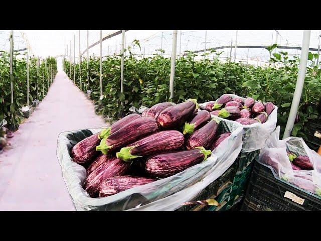 How To Grow 98 Millions Of  Eggplant in Greenhouse - Modern Greenhouse Agriculture Technology