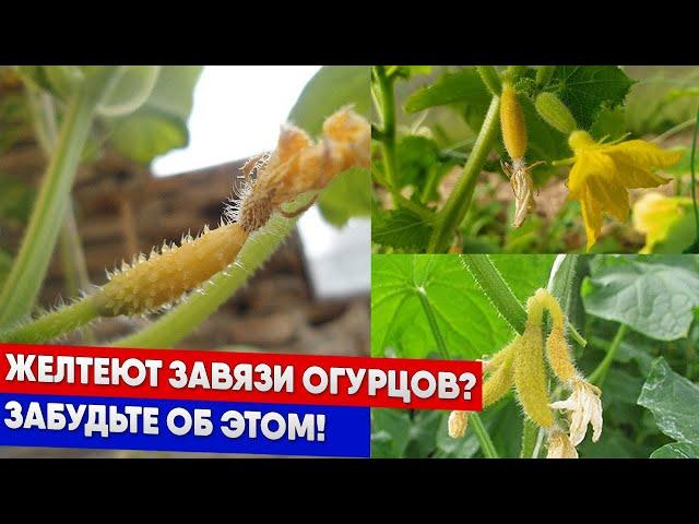 Желтеют завязи огурцов? Забудьте об этом!