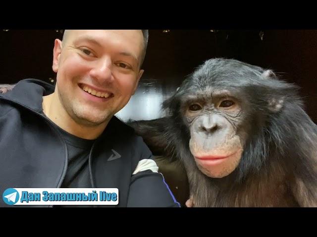 Dan Zapashny and his chimpanzee Bonya won the case | Management arbitrariness of "Rosgostsirk"