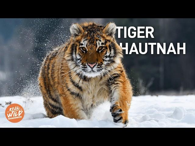 Die größte Raubkatze der Welt: Wilde Tiger hautnah | Doku | Real Wild Deutschland