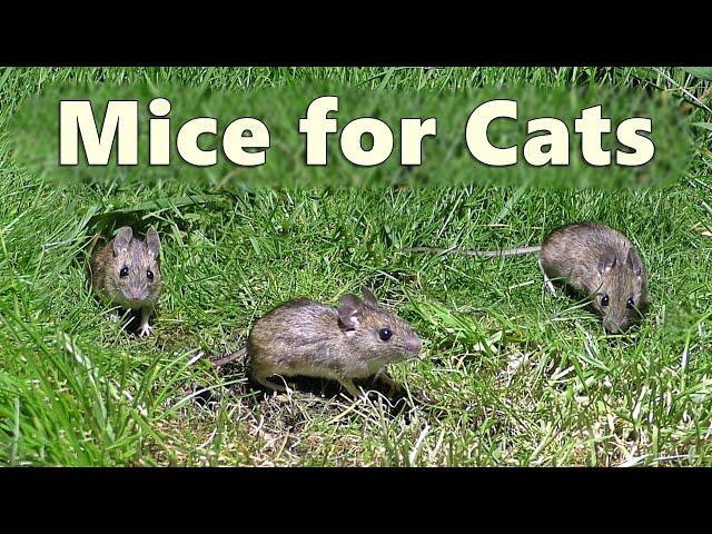 Cat TV : Mice for Cats to Watch ~ Mouse Squeaking for Cats   8 HOURS 