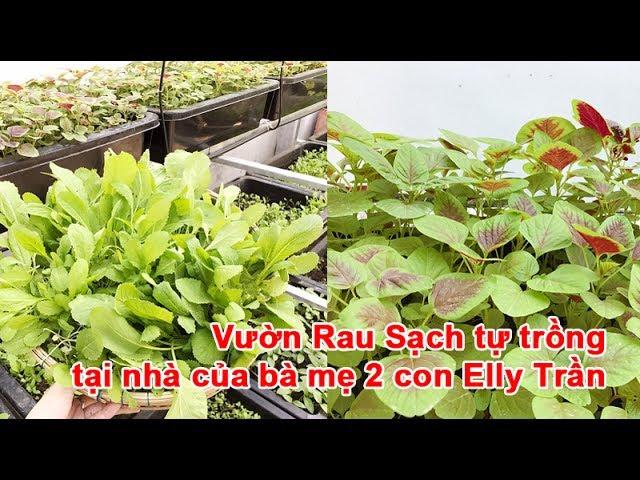 Vườn Rau Sạch tự trồng tại nhà của bà mẹ 2 con Elly Trần