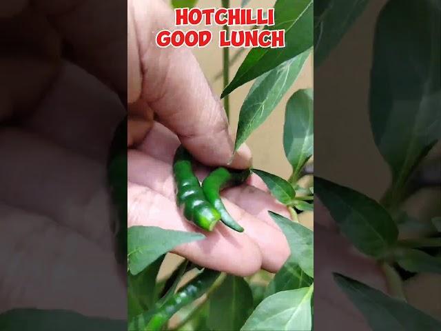 HOT CHILLI lunch #tutorialsvideo #hotchilli #chilliplant #gardening #plantslover #monetization