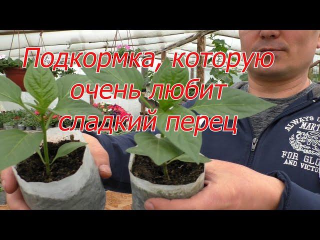 Подкормка рассады перца, о которой мало кто знает.