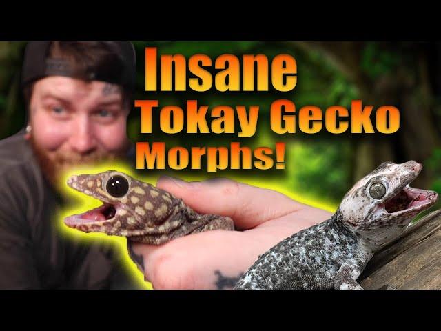 My Most Expensive Tokay Gecko Morph Unboxing Yet!