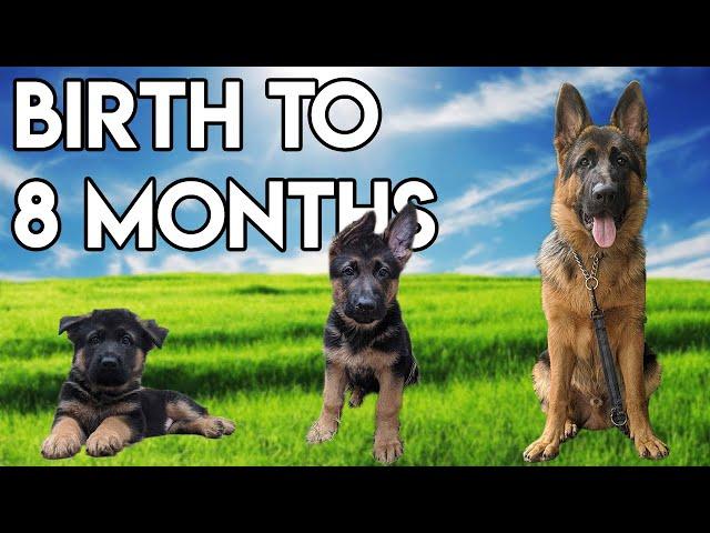 German Shepherd GROWING up - BIRTH to 8 MONTHS