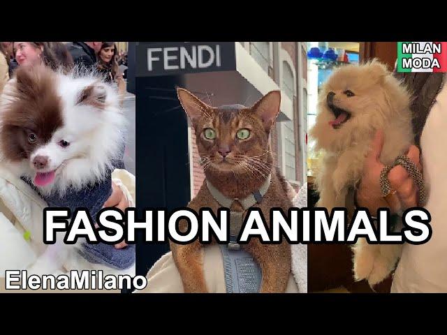 Streetstyle and parties with cool  Fashion Animals on Milan Fashion Week  #italy #milan #mdw