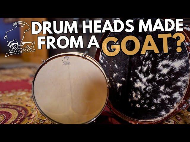 Bovid Goat Hide Drum Heads // Product Overview & Comparison