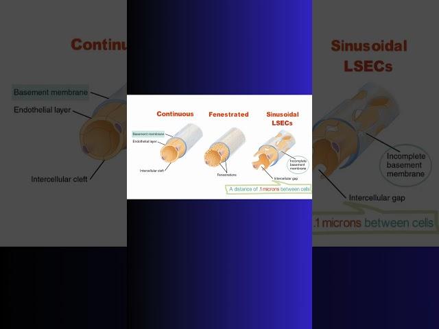 How LIVER endothelium is DIFFERENT! #liver #capillary #blood #hepatic #physiology #cell  #science