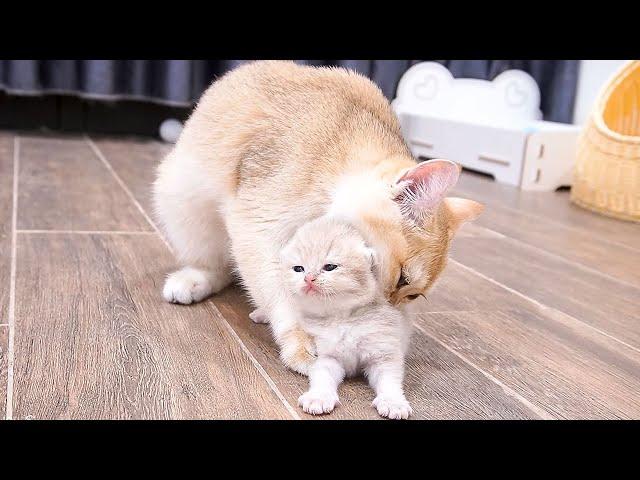 Sister cat Lily is the best kittens babysitter you'll ever see!