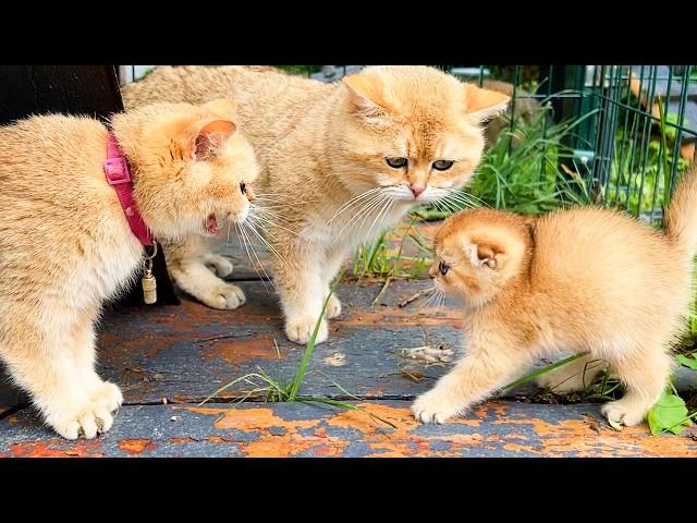 Mother cat Kira hisses when she meets a lost kitten Oliver