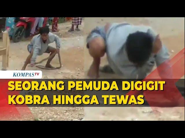 Video Amatir Pemuda Digigit Kobra Saat Atraksi di Grobogan