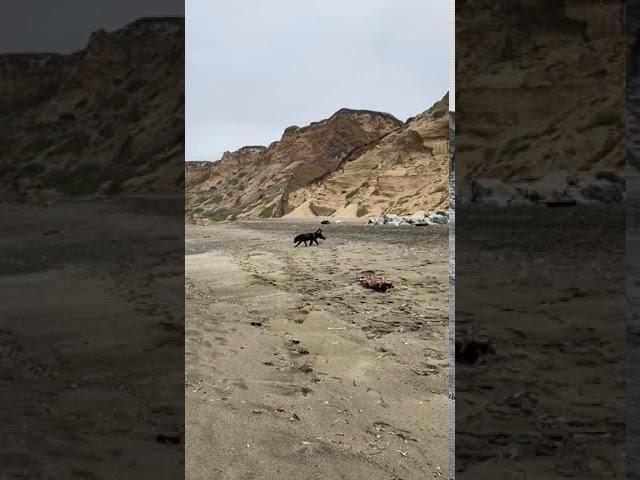 Mousse makes new friend but is afraid of the water