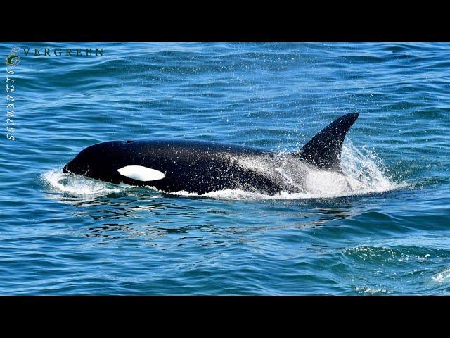 Orcas & Harbor Porpoises | Puget Sound