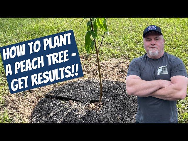 How to Plant a Peach Tree- GET RESULTS!!