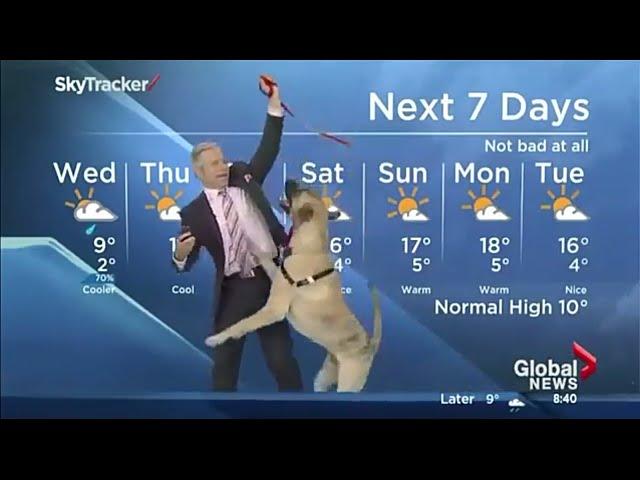 Best funny dogs interrupt work from home live interviews news reports compilation 2021