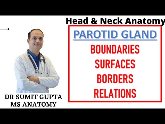 PAROTID GLAND (Part-1) || Surfaces || Borders || Relations ||